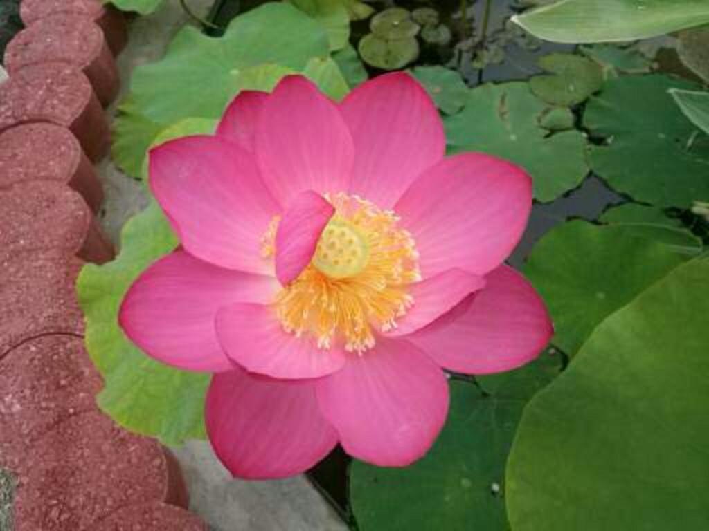 Yejeon Pension Gyeongju Rom bilde